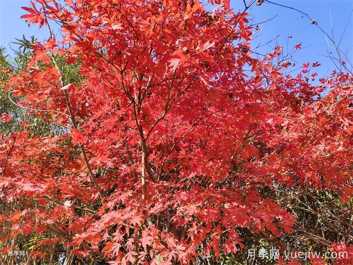 中国红枫、美国红枫、日本红枫、加拿大红枫的区别对比(图2)