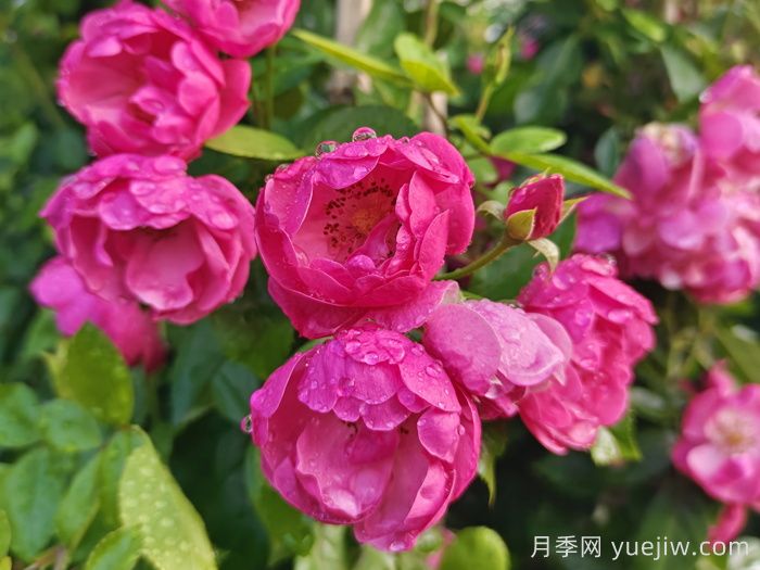 新手种植月季容易犯的几个错误(图1)