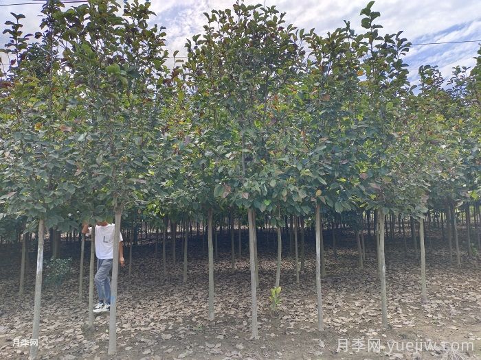 南召县皇后乡玉兰苗木产业飘香致富路(图2)