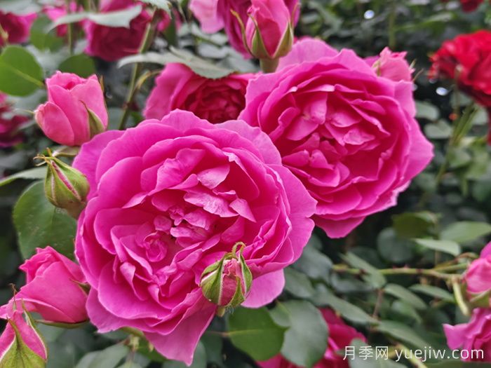 藤本月季大游行和粉色达芬奇优缺点是什么？(图1)