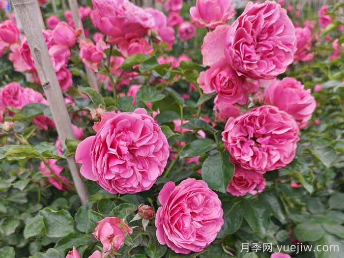 藤本月季大游行和粉色达芬奇优缺点是什么？(图2)