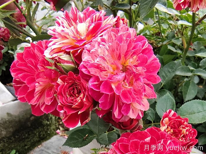 如何选择适合自己的月季花？(图1)