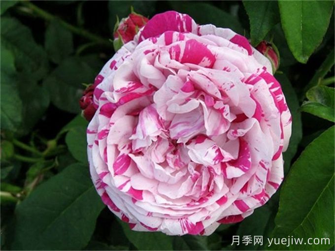 杂交茶香月季经典代表品种(图3)