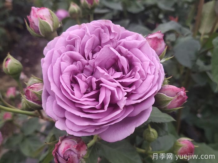 优秀的切花：紫雾泡泡月季(图1)