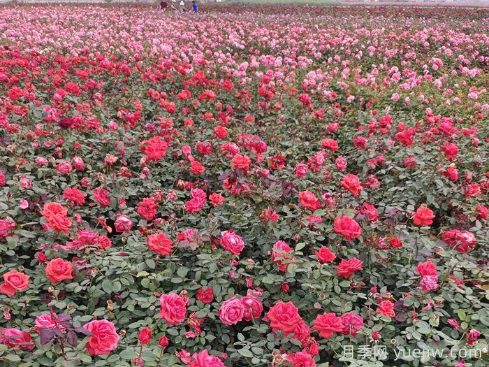 月季花的修剪基本操作和注意事项(图1)