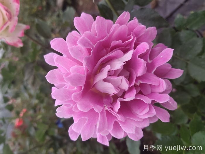 欧月和月季花的区别你知道吗？(图1)