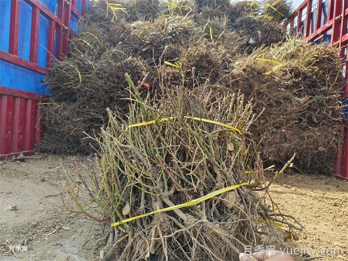 经过远距离运输的月季裸根苗，定植上盆办法详解(图3)