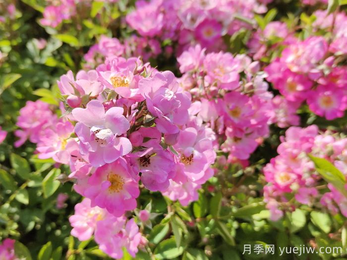 月季种植浇水技术有何奥秘(图1)