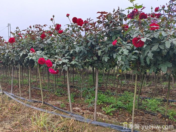 手把手教您嫁接小高杆月季树(图2)