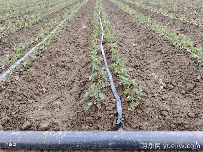 地栽月季的栽植技术及经济效益(图1) 地栽月季的栽植技术及经济效益(图1)