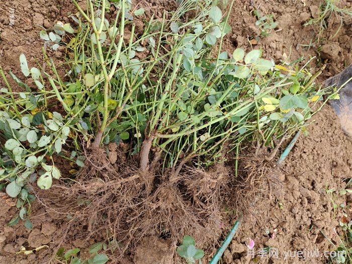 地栽月季的栽植技术及经济效益(图3) 地栽月季的栽植技术及经济效益(图3)