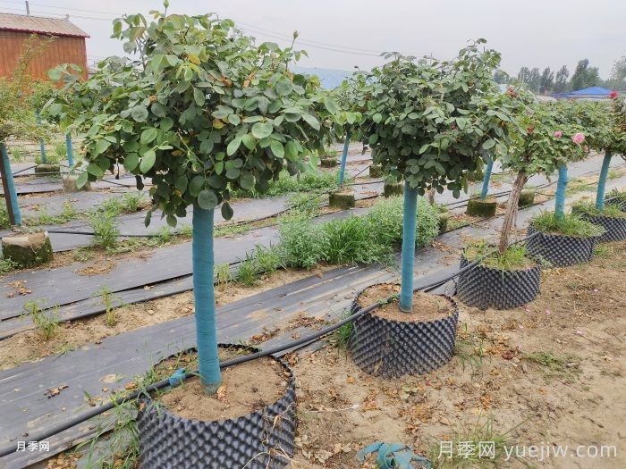 月季花如何修剪?南阳基地抓住这3个时间修剪花开不断(图2) 月季花如何修剪?南阳基地抓住这3个时间修剪花开不断(图2)