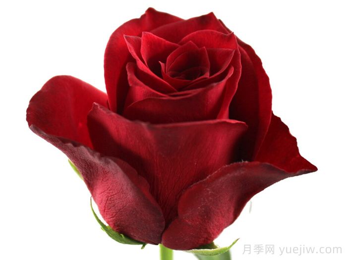 高级阶级月季(图1)