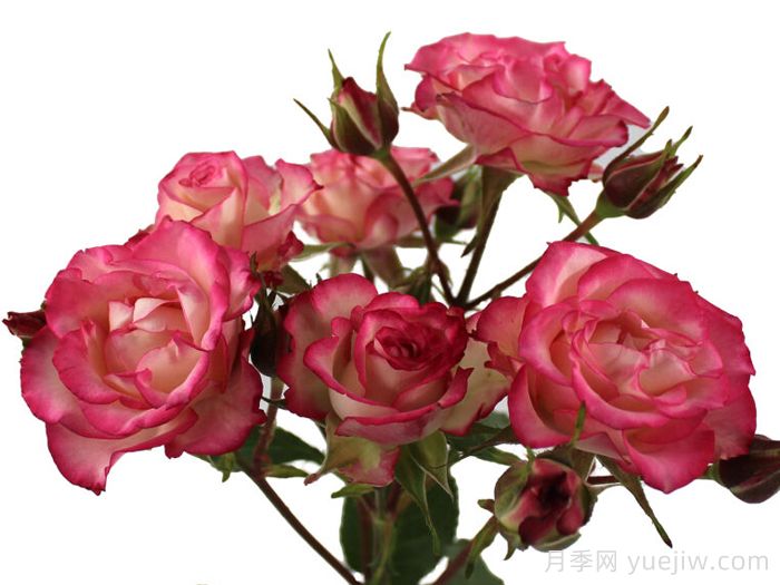 糖果之花月季(图1) 糖果之花月季(图1)