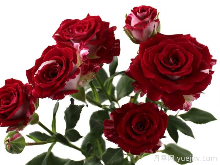 空间之花月季(图1) 空间之花月季(图1)