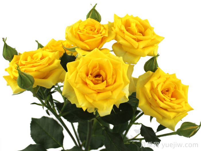 哈吉之花(图1) 哈吉之花月季(图1)