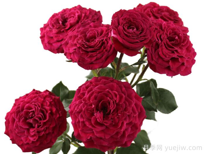 樱桃之花月季(图1)