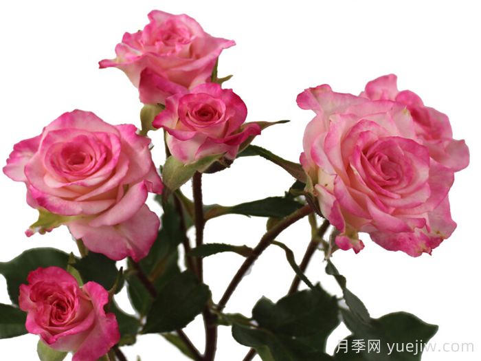 演讲之花月季(图1)