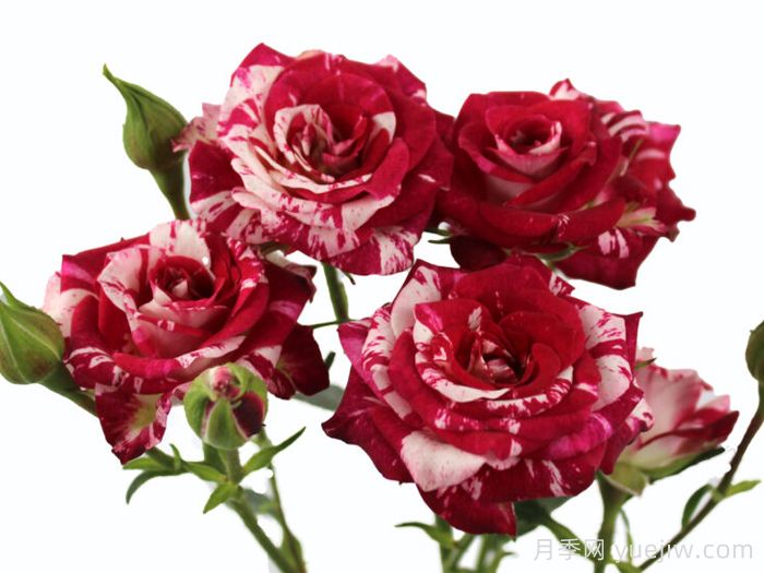 闪烁之花月季(图1)