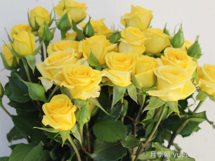 金色之花月季(图2) 金色之花月季(图2)