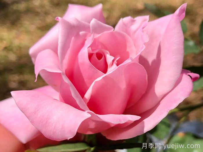 灌木初恋月季的优缺点是什么？？(图1)