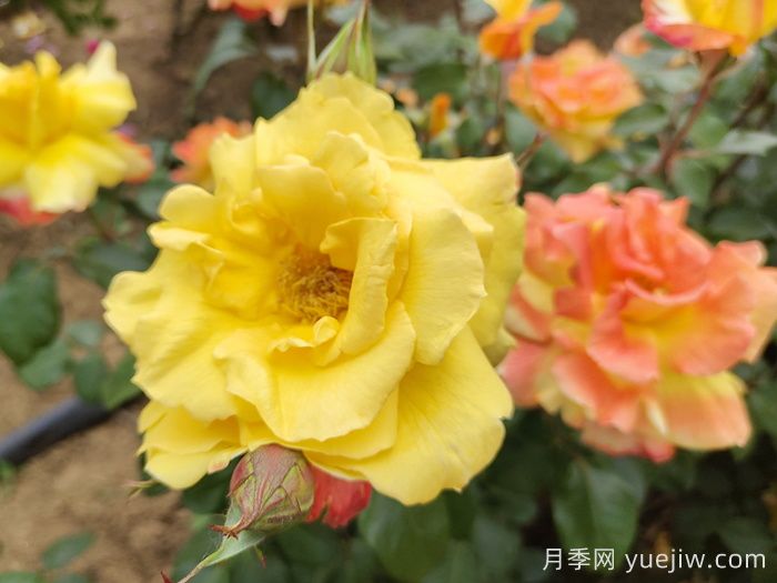 8首最美月季花古诗，春天赏花品诗(图2)