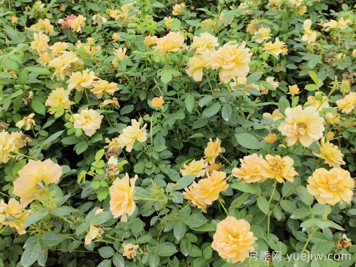 月季苗如何种植防治大蟋蟀？(图1)