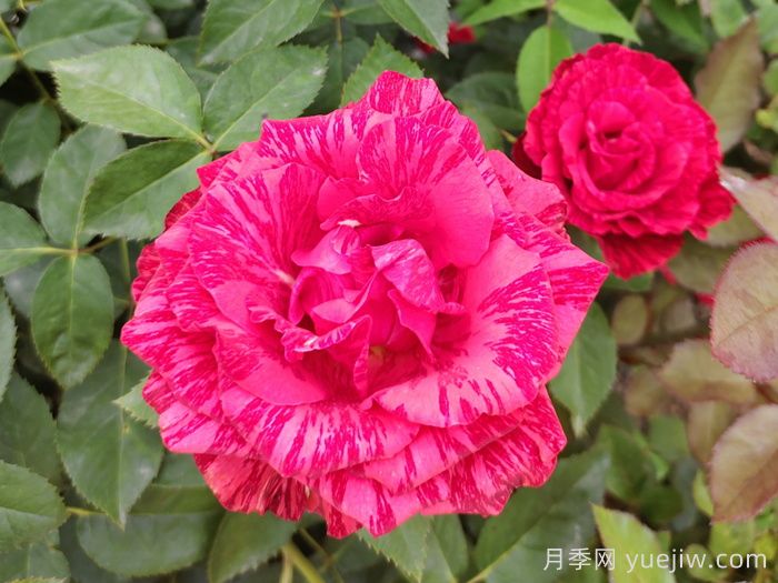 月季苗新品种如何来？(图1)