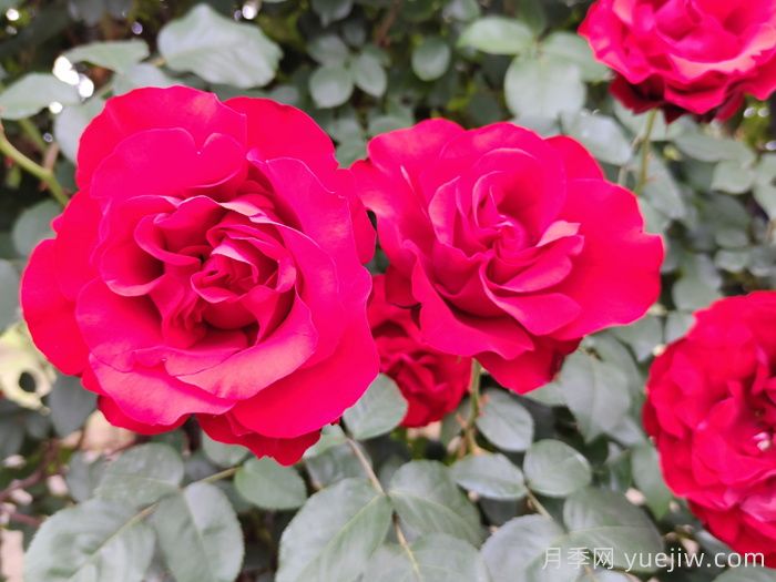 月季作为常见的家庭花卉，与家居风水有关系吗？(图1)
