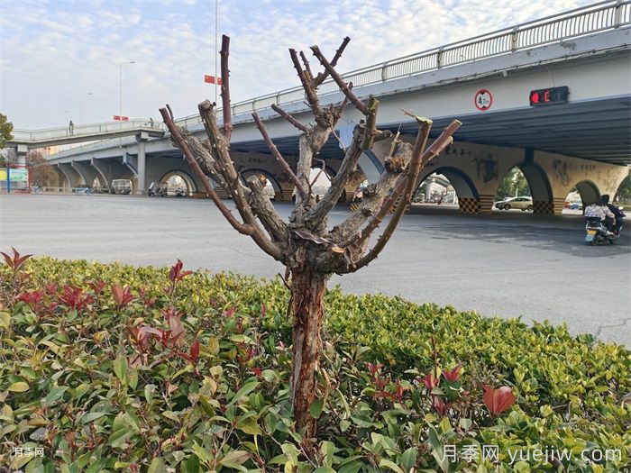 月季冬剪如何处理？修剪有哪些注意事项？(图1)