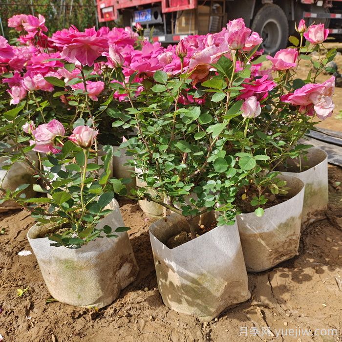 月季捻枝的好处有哪些？(图1)