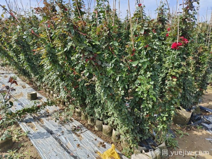 藤本月季养植要点有哪些？(图1)