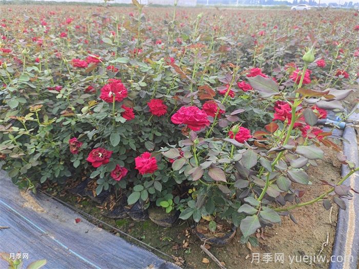 月季枯枝病怎么救活？月季光杆怎么恢复？(图1)