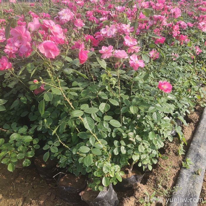 地栽月季在春秋季节能施复合肥吗？(图1)