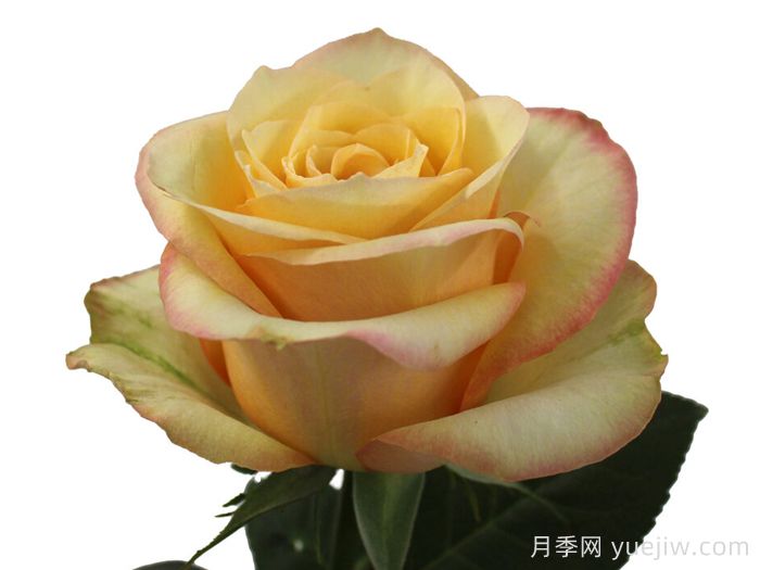 桃色博加德月季/桃子鲍嘉(图1) 桃色博加德月季/桃子鲍嘉(图1)