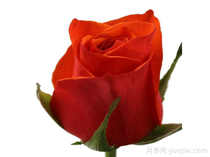 橙色织布鸟月季/橙色织布者(图1)