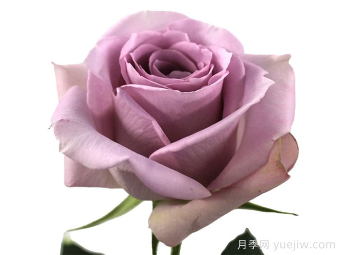 奥里诺科河月季(图1)