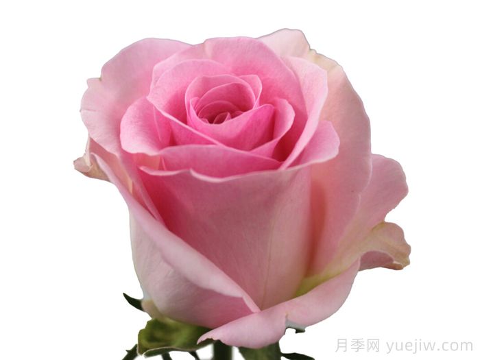 粉红春天月季(图1)