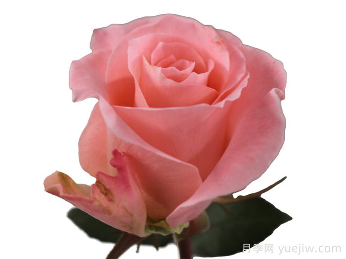 珊瑚春天月季(图1) 珊瑚春天月季(图1)