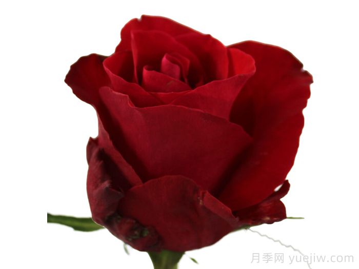 红色知更鸟月季(图1) 红色知更鸟月季(图1)