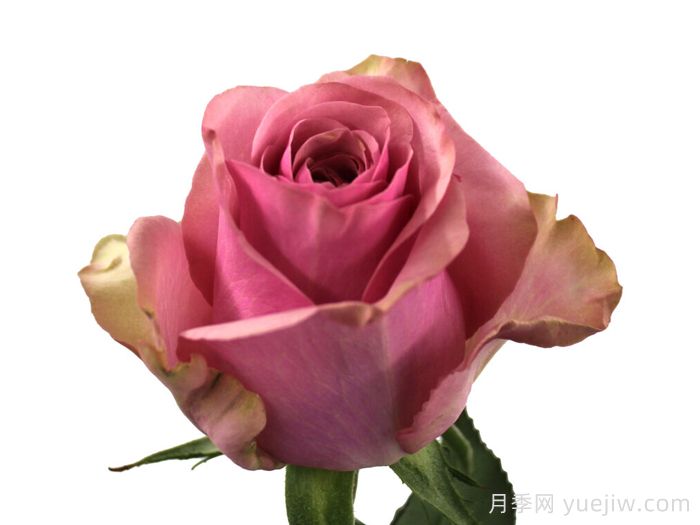 粉色浪潮月季/粉潮(图1)