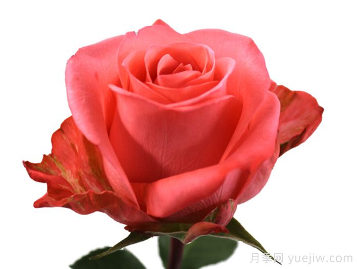 桑卡拉月季Sankara(图1)