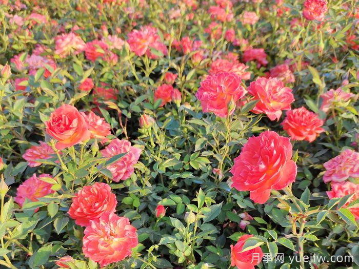 钻石月季怎么修剪？钻石月季养护常见问题(图1)
