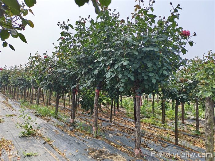 四月园林绿化苗木养护要点(图2) 四月园林绿化苗木养护要点(图2)