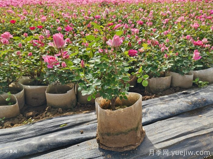 花坛的类型和草花品种配置应用的那些事(图2) 城市景观花坛类型和花草品种配置(图2)