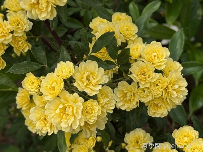 分享十种黄色藤本花卉(图1)