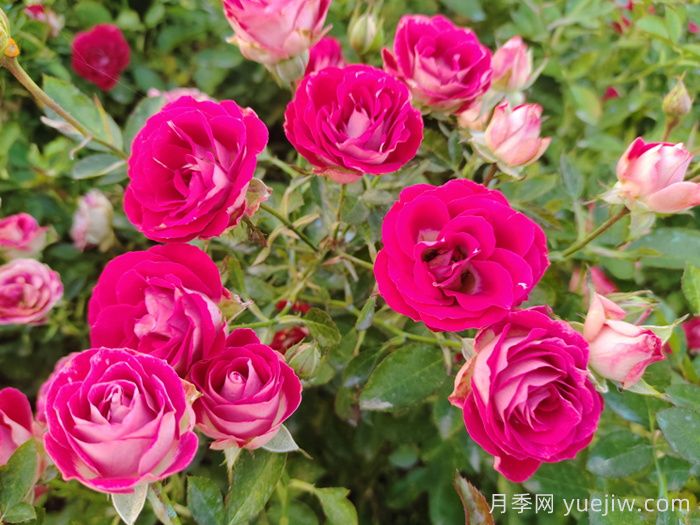 月季花春季施肥过多怎么办？(图1)