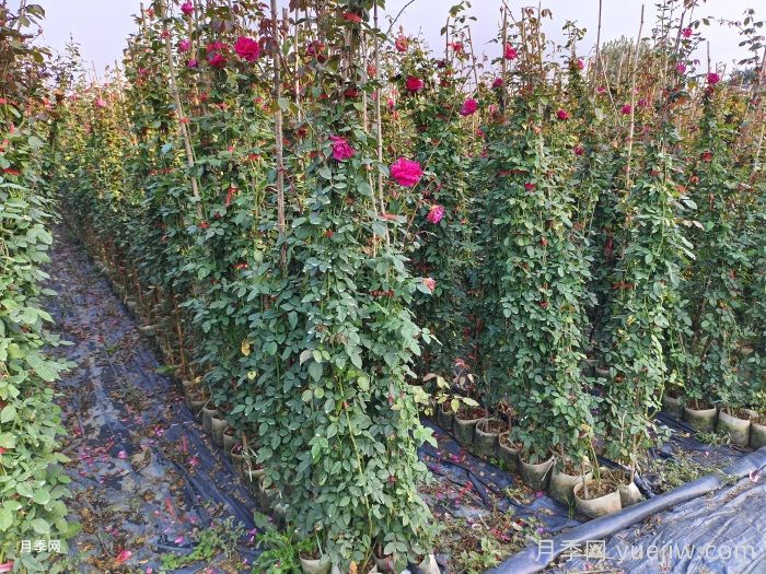 推荐一些关于藤本月季种植的养护知识(图1)