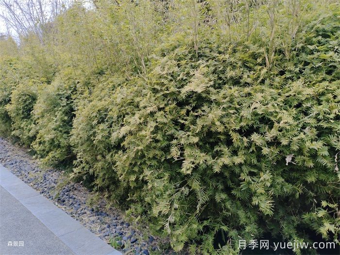 分享10种片植植物设计(图1)