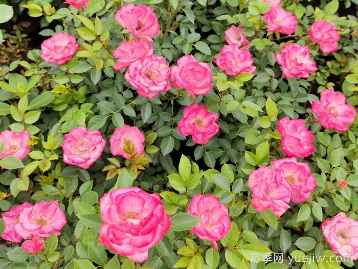 月季锈病有哪些危害？怎么防治？(图1)